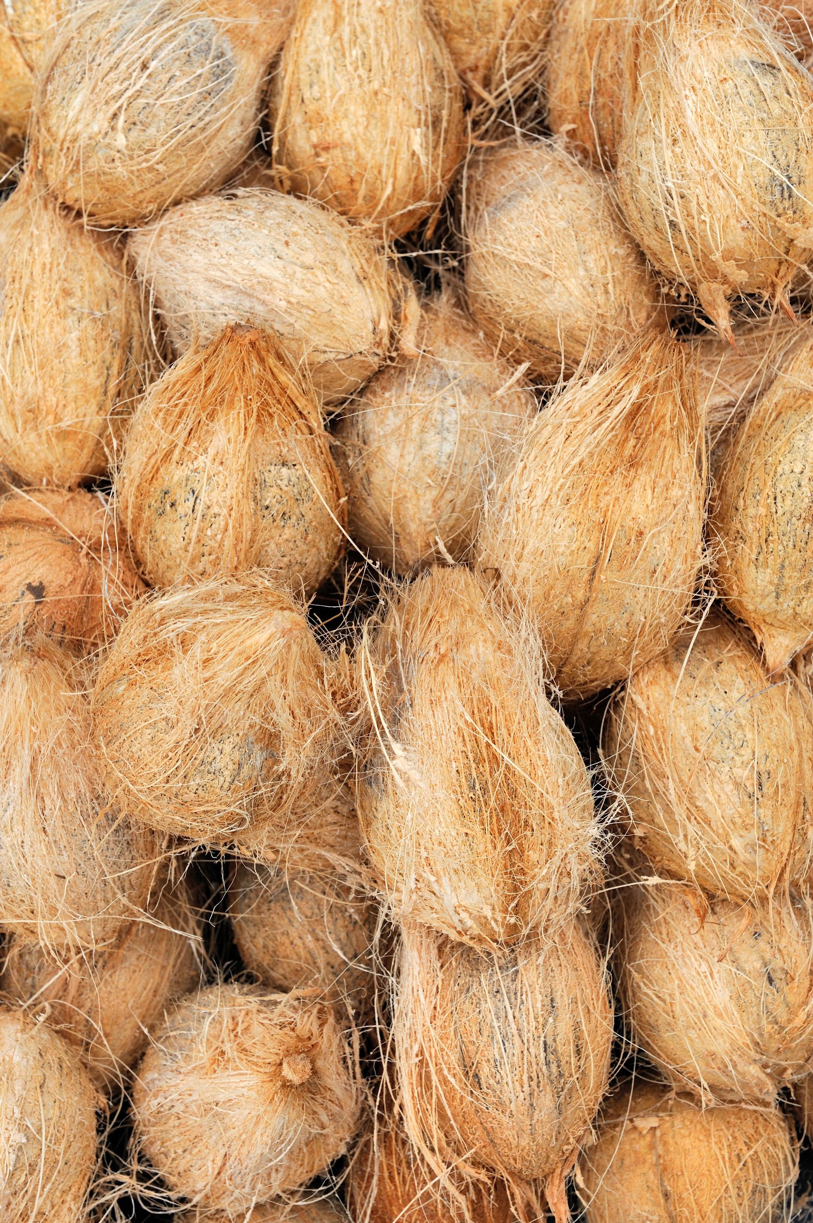 Coconuts
